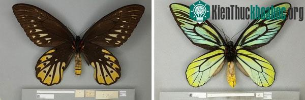 Bướm Queen Alexandra's Birdwing đực (trái) và cái.
