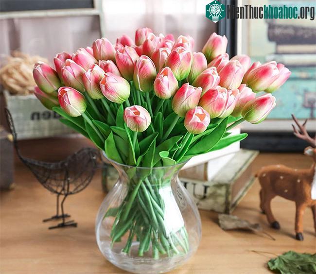 Hoa Tulip