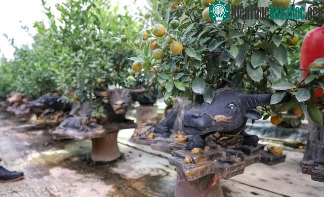 Quất cảnh Tết 2021: Trâu vàng cõng quất bonsai rộn ràng xuống phố ảnh 20