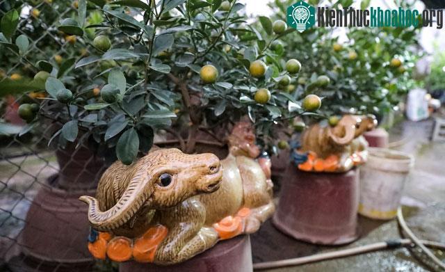 Nhiều người quan niệm khi trưng bày chậu quất trong nhà ngày Tết sẽ gặp nhiều may mắn và tài lộc.