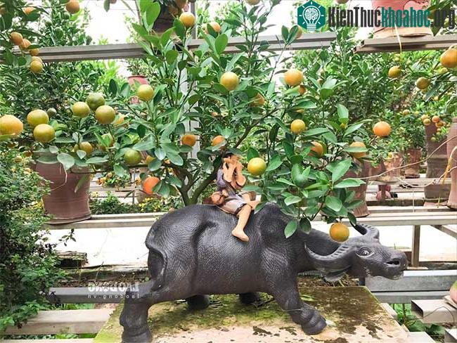 Không chỉ có trâu vàng, các mẫu trâu đen cũng đã được đặt trước gần nửa.