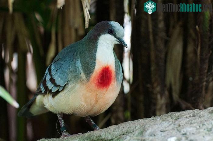 Phần lông màu đỏ tươi ở giữa ngực giống như vết thương giữa ngực.