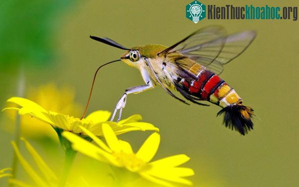 Bướm đêm với đôi cánh trong suốt