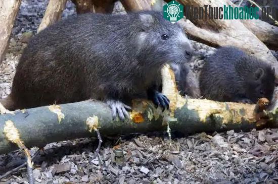 Chuột hải ly có thể ăn uống, sinh con và phá hoại tất cả những gì tại nơi mà chúng sinh sống.