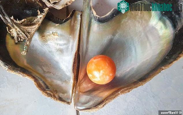 Chưa rõ tại sao viên ngọc ốc giác lại nằm trong vỏ hàu.