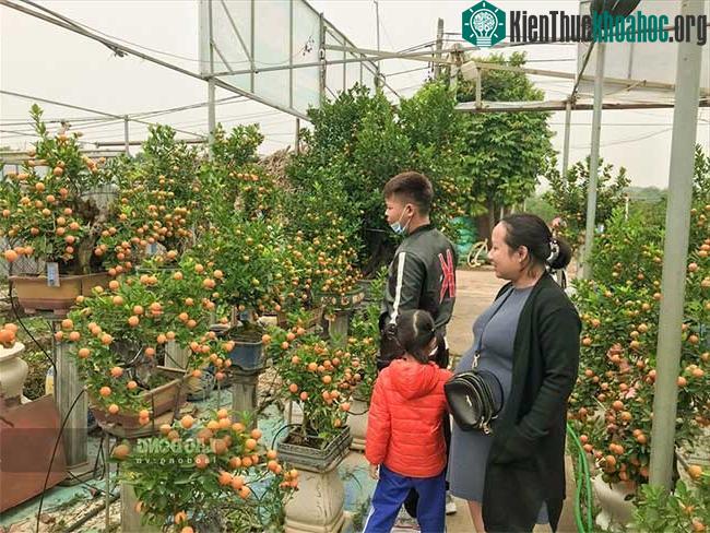 Quất cảnh Tết 2021: Trâu vàng cõng quất bonsai rộn ràng xuống phố ảnh 4