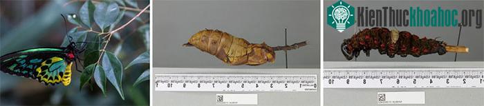 Sâu bướm, nhộng và bướm Queen Alexandra's Birdwing trưởng thành.