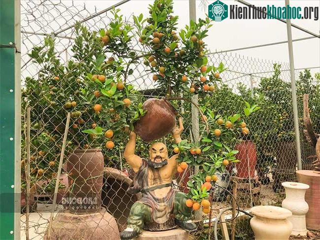 Giá thành quất bonsai cũng cao hơn so với những cây bình thường