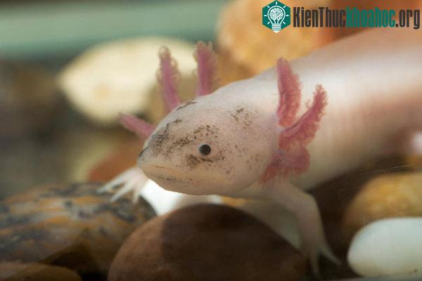 Axolotl như loài ấu trùng
