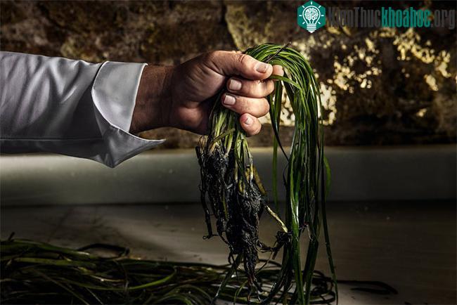 Phần rễ của cỏ biển zostera