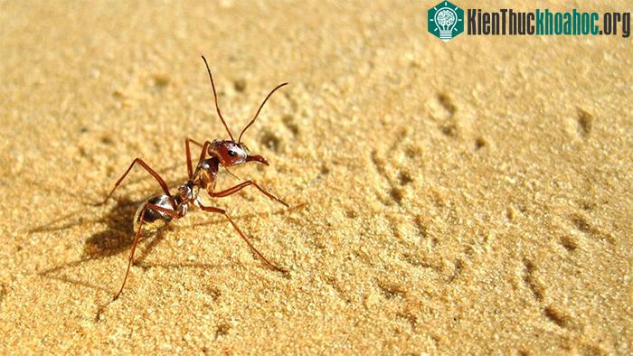 "Đếm số" - Một trong những kỹ năng sinh tồn quan trọng của động vật hoang dã ảnh 5