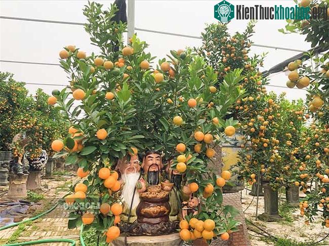 Quất được uốn thế và đặt trong các chậu hình tượng Phúc Lộc Thọ, Thần Tài...