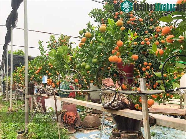 Toàn bộ các chậu cây tại nhà vườn này đều được lắp đặt dàn tưới nước tự động hiện đại