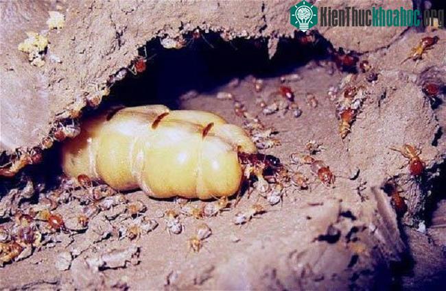 Hình ảnh mối chúa ngoài tự nhiên.