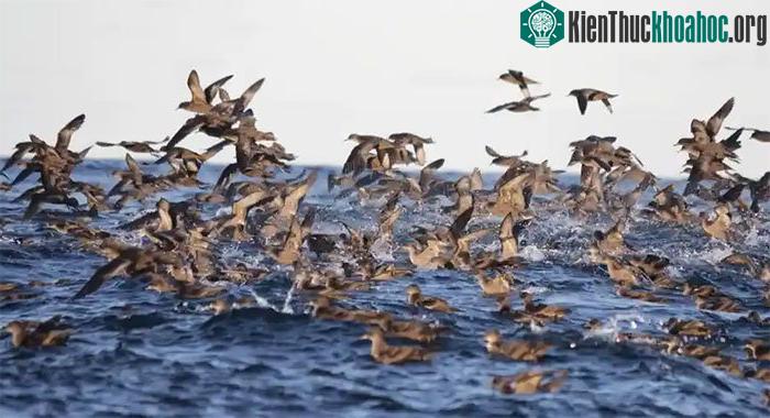 Những con chim hải âu đuôi ngắn đang kiếm ăn trên biển.