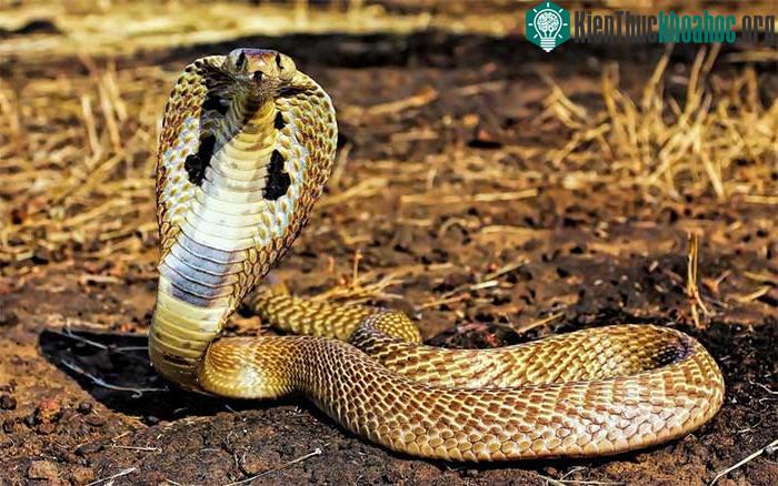 Nọc rắn hổ chúa khiến nạn nhân bị liệt cơ hô hấp và tử vong nếu không được cấp cứu kịp thời.