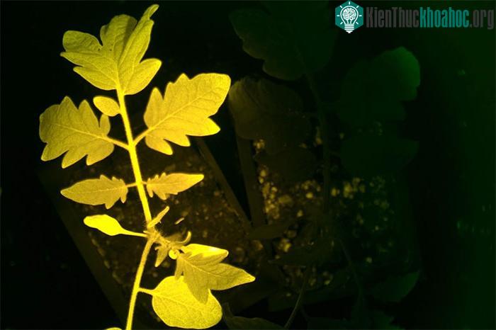 Cây cà chua được thiết kế phát quang màu vàng, bên cạnh cây thông thường.