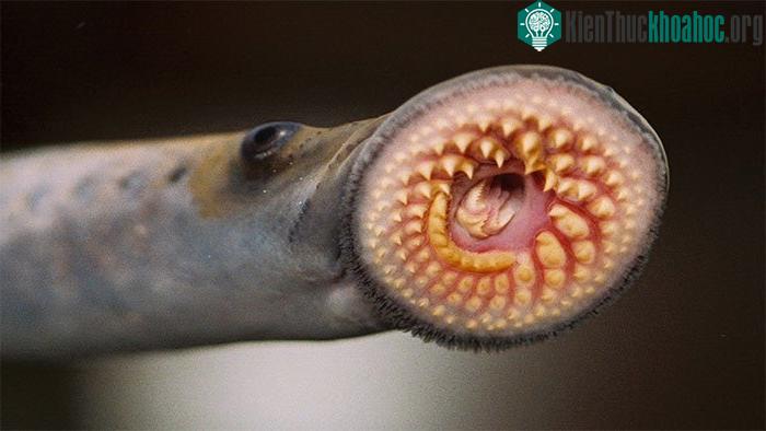 Cá Lamprey (cá mút đá).