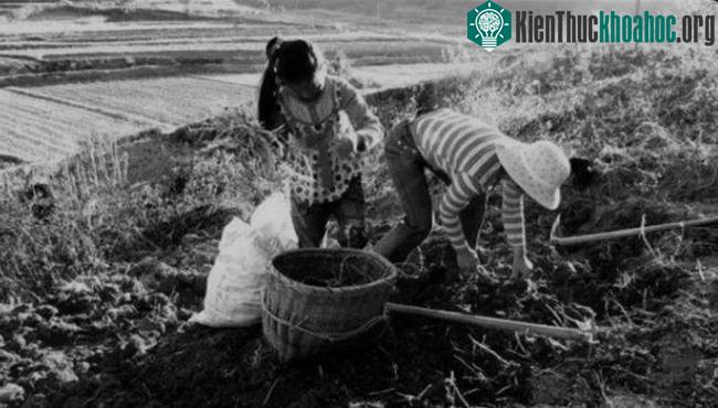 Cô gái Hà Chiêu Đệ ,17 tuổi như thường lệ đi làm đồng sau bữa sáng.