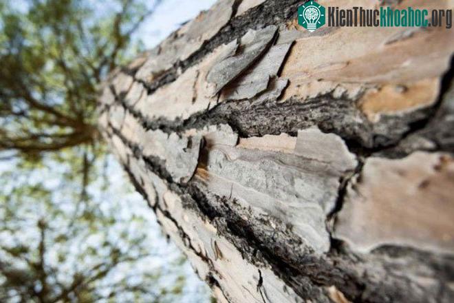 Bên trong thân gỗ này có chứa dác gỗ và được bao phủ bởi xylem (mạch gỗ).
