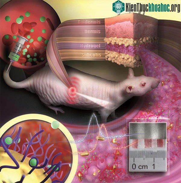 Ảnh mô phỏng cơ chế hoạt động của các hạt nano vàng dưới da chuột.