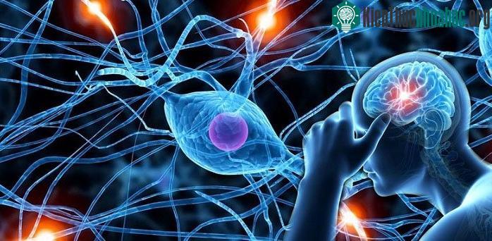 Các tế bào thần kinh không tự làm mới theo thời gian.