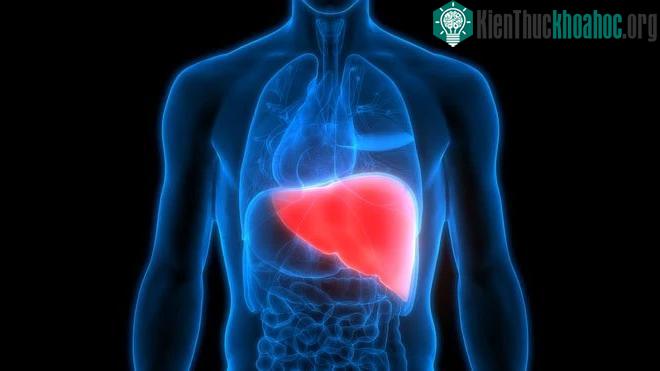 Phương pháp mới tái tạo và chế tạo thành công gan ghép tạng cho người ảnh 0