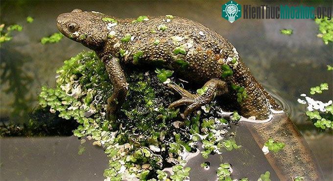 Sa giông xương sườn nhọn