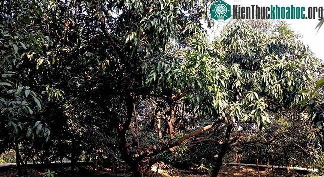 Cây xoài nổi tiếng Ấn Độ cho ra 300 loại khác nhau