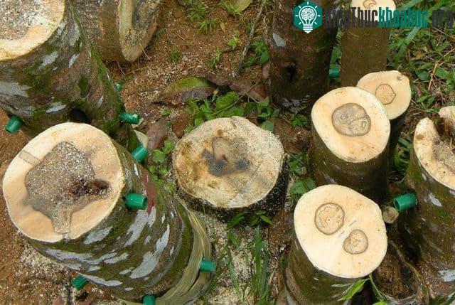 Phần màu sẫm, loang lổ chính là là phần chứa trầm hương trên cây gỗ.