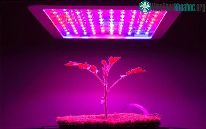 Thảo mộc được chiếu đèn LED trong thử nghiệm tại Đại học Monash Malaysia.