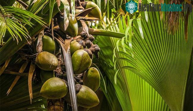 Cây coco de mer cái trên đảo Praslin có nhiều hạt.