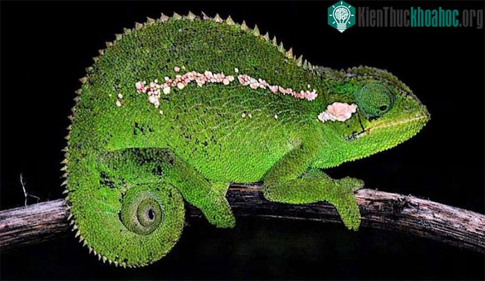 Loài tắc kè hoa mới được phát hiện Trioceros wolfgangboehmei.