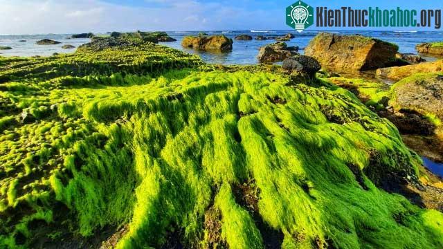 Mùa rêu ở Lý Sơn bắt đầu từ tháng 1 đến hết tháng 3 hàng năm.