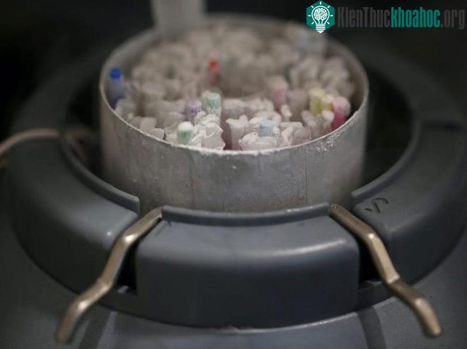 Mẫu tinh dịch được bảo quản trong phòng thí nghiệm.
