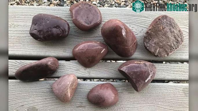 Những viên thạch anh hồng đẹp mắt từ dạ dày những "siêu quái thú" hóa thạch