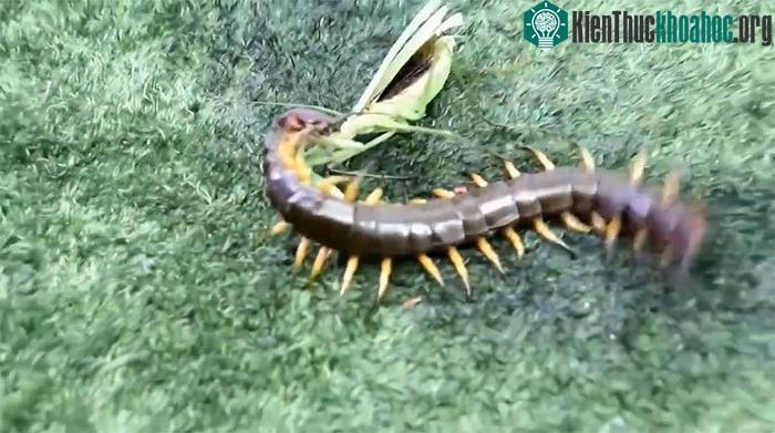 Rết tấn công bọ ngựa