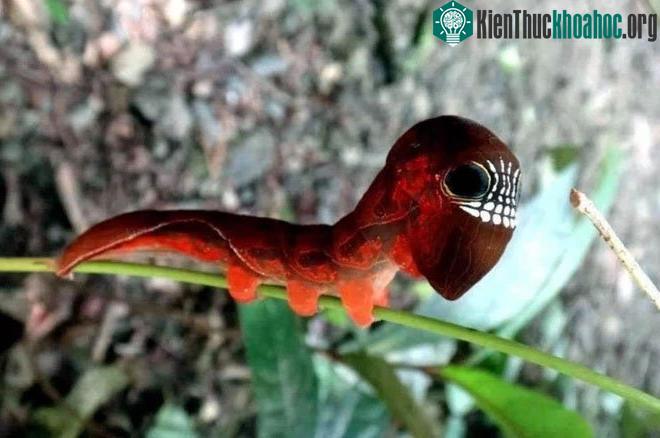 Sâu bướm đêm màu hồng.