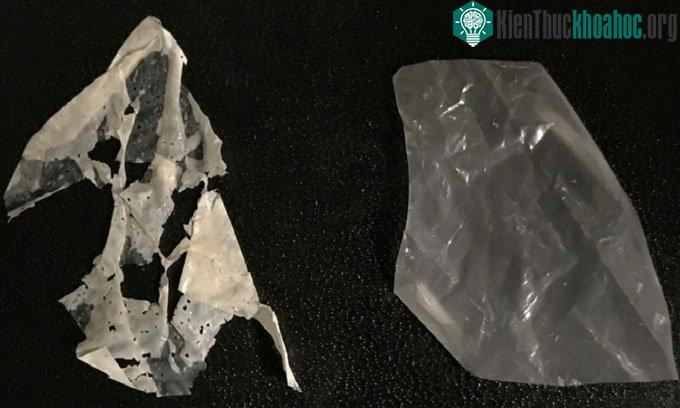 Nhựa đã biến đổi (trái) phân hủy sau 3 ngày (phải).