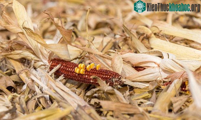Phế phẩm ngô là một trong những loại chất thải sinh học dồi dào nhất ở Mỹ.