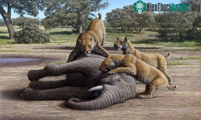 Phục dựng đàn mèo răng khỉ săn voi ma mút non