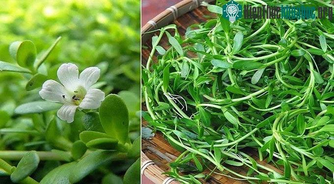 Rau sam trắng là nguồn thức ăn phổ biến ở các tỉnh phía Nam.