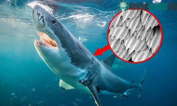 Cấu trúc da cá mập nhìn dưới kính hiển vi.