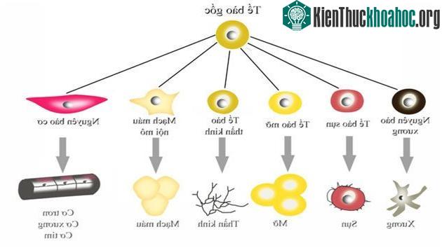 Tế bào gốc có thể phát triển thành mọi loại tế bào khác trong cơ thể.