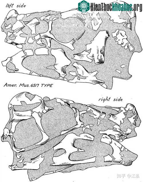 Hóa thạch của một con Oviraptor