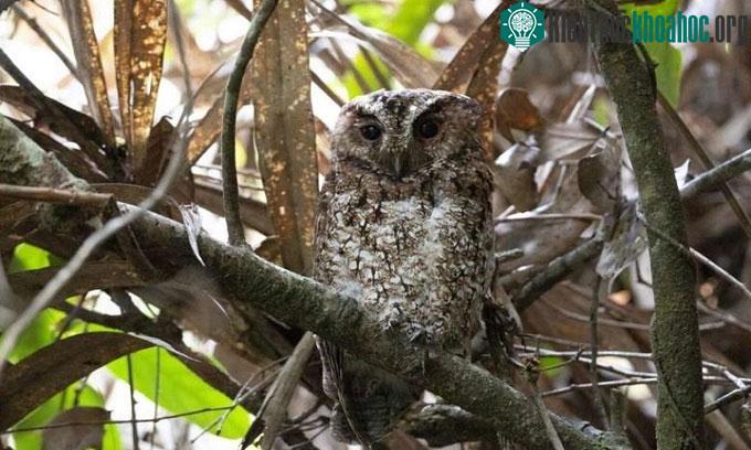 Bức ảnh đầu tiên chụp cú mèo Rajah phân loài Borneo trong tự nhiên.