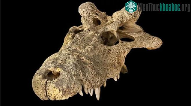 Hộp sọ của một con Voay robustus.