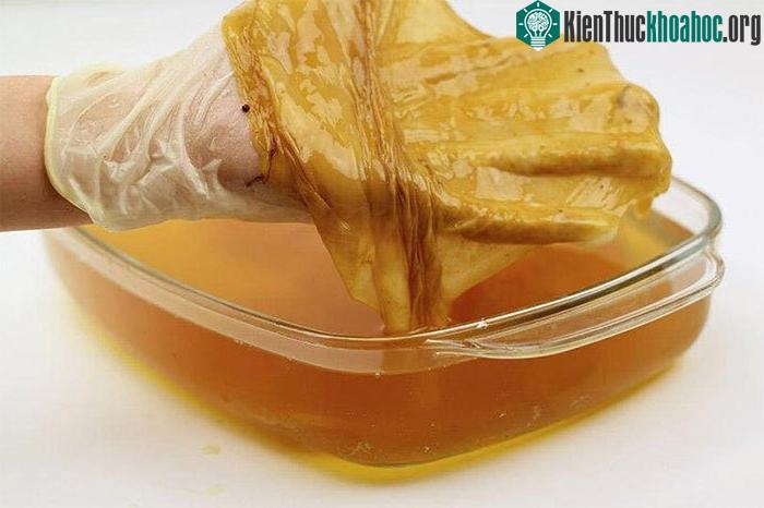 Một lớp màng vi khuẩn cellulose được lấy ra từ môi trường nuôi cây.