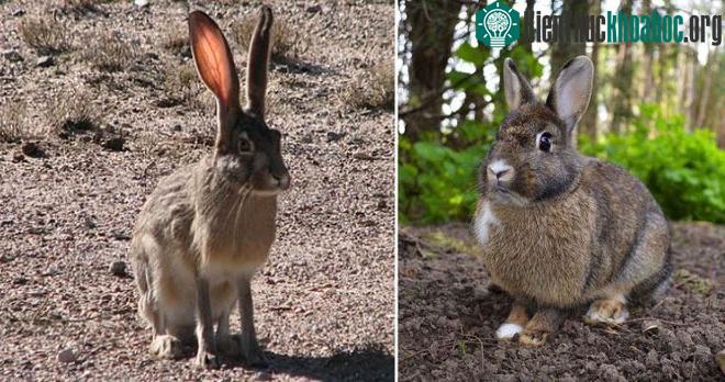 Rabbit và Hare