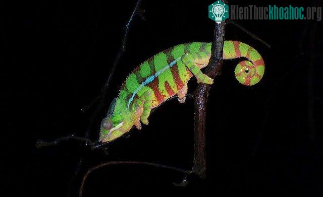 Tắc kè hoa có đôi mắt có thể nhìn hai hướng cùng một lúc
